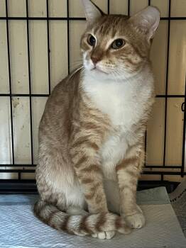 Rescue Domestic Short Hair Cats for Adoption in Quail Heights, Florida - Conan | PetCurious