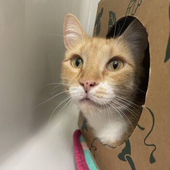 Molly -  Domestic Short Hair Cat for Adoption in Saint Charles, Missouri - Molly | PetCurious