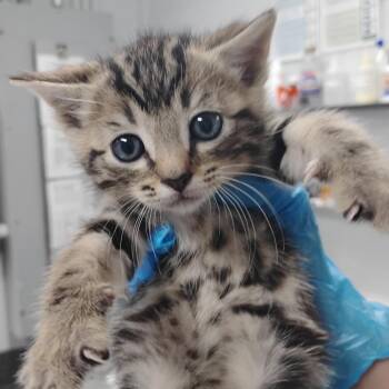 Domestic Short Hair Cats Available for Adoption in Summerville, South Carolina - Thomas | PetCurious