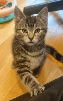 Tabby and Domestic Short Hair Cats Available for Adoption - Honey Bun | PetCurious