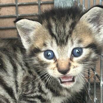 Melman -  Domestic Short Hair Cat for Adoption in West Palm Beach, Florida - Melman | PetCurious