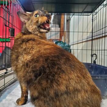Meteora -  Tortoiseshell Cat for Adoption in Maple Shade, New Jersey - Meteora | PetCurious