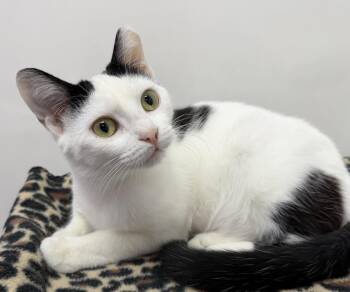 Domestic Short Hair Cats Available for Adoption - Season | PetCurious