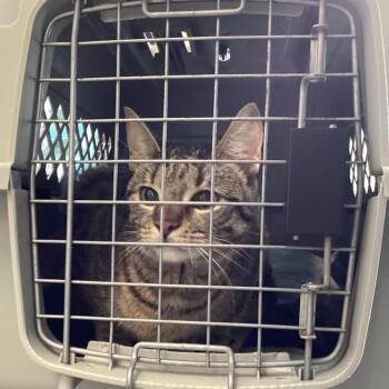 Domestic Short Hair Cats Available for Adoption - Tiger | PetCurious