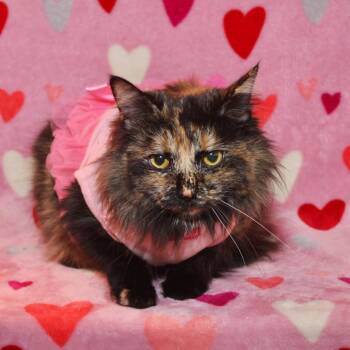 Domestic Long Hair Cats Available for Adoption - Stuey | PetCurious