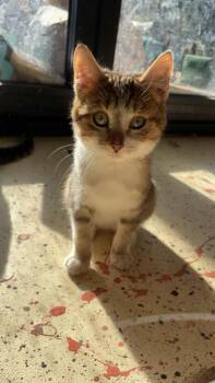 Rescue Tabby and Domestic Short Hair Cats for Adoption in Liverpool, Texas - Honey | PetCurious