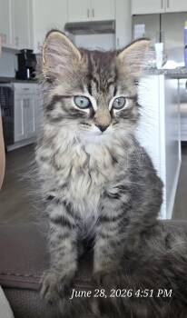Titan -  Domestic Long Hair Cat for Adoption in Wyandotte, Michigan - Titan | PetCurious