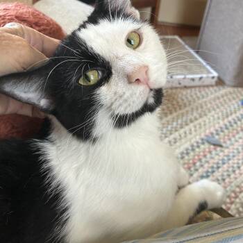 Opie , Praying Paws -  Domestic Short Hair Cat for Adoption in Lemoyne, Pennsylvania - Opie , Praying Paws | PetCurious
