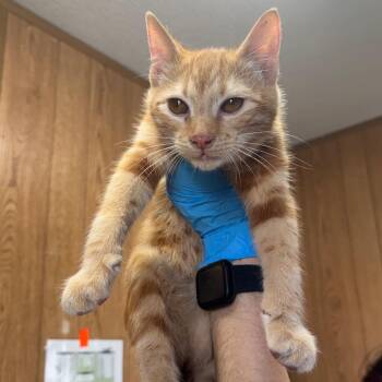Domestic Short Hair Cats Available for Adoption - Pegusus | PetCurious