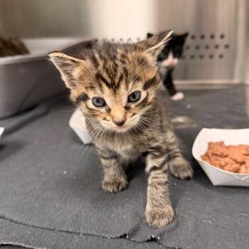 Mink -  Domestic Short Hair Cat for Adoption in Indianapolis, Indiana - Mink | PetCurious
