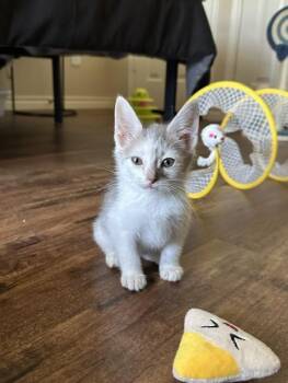 John -  Domestic Short Hair Cat for Adoption in Allen, Texas - John | PetCurious