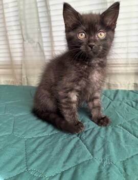 Rikka -  Domestic Short Hair Cat for Adoption in Batesville, Arkansas - Rikka | PetCurious