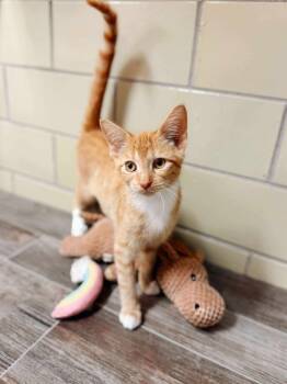 Rescue Domestic Short Hair Cats for Adoption in Effingham, Illinois - Peach | PetCurious