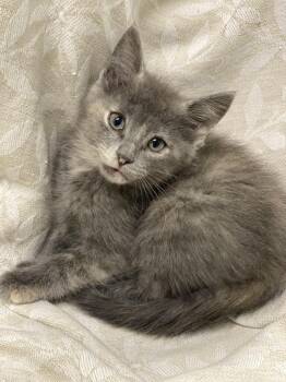 Grettal -  Domestic Short Hair Cat Available for Adoption in Decorah, Iowa - Grettal | PetCurious