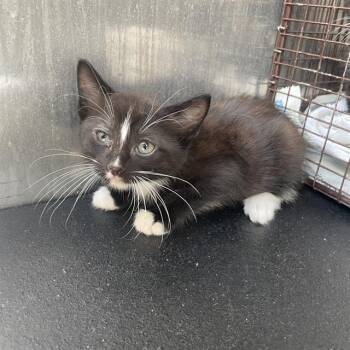 Domestic Short Hair Cats Available for Adoption in San Antonio, Texas - LEREMIE | PetCurious