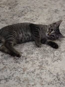 Benedict -  Domestic Short Hair Cat for Adoption in Hamilton, Ontario - Benedict | PetCurious