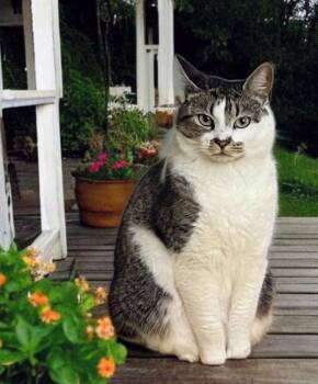 Rescue Domestic Short Hair Cats for Adoption in Knoxville, Tennessee - Mazie | PetCurious