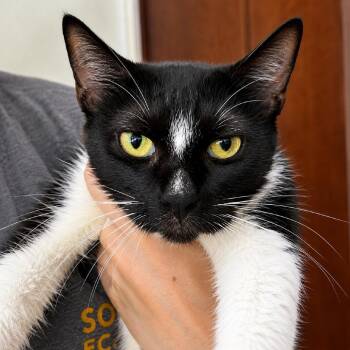 Zendaya -  Domestic Short Hair Cat for Adoption in Tustin, California - Zendaya | PetCurious