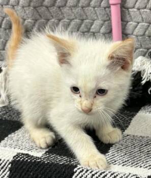 Podcast -  Domestic Short Hair Cat Available for Adoption in Lampasas, Texas - Podcast | PetCurious