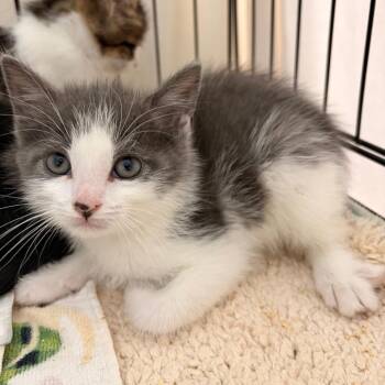Paul Junior -  Domestic Short Hair Cat for Adoption in Lynchburg, Virginia - Paul Junior | PetCurious