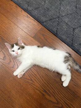 ZEUS -  Domestic Short Hair Cat for Adoption in Broomfield, Colorado - ZEUS | PetCurious