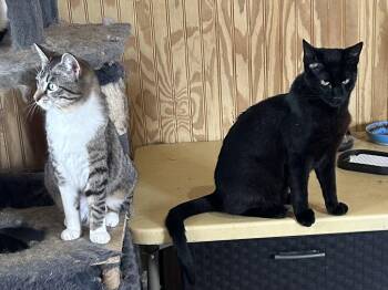 Tabby Cats Available for Adoption in Plano, Texas - Pippi | PetCurious