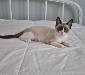 Bruce -  Snowshoe and Domestic Short Hair Cat for Adoption in Saucier, Mississippi - Bruce | PetCurious