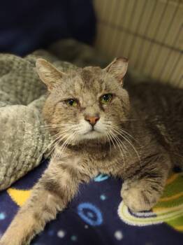 Rescue Domestic Short Hair Cats for Adoption in Hamilton, Ohio - Denzel Pawshington | PetCurious