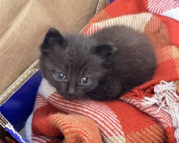FIG -  Domestic Short Hair Cat for Adoption in Hayward, California - FIG | PetCurious
