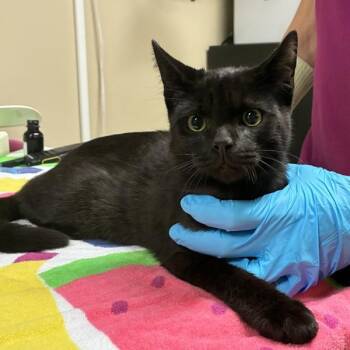 Captain Boots -  Domestic Short Hair Cat for Adoption in Troutdale, Oregon - Captain Boots | PetCurious