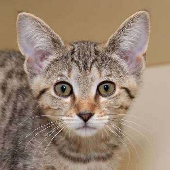 Basil -  Domestic Short Hair Cat Available for Adoption in Troy, Ohio - Basil | PetCurious