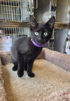 Specter -  Domestic Short Hair Cat for Adoption in Sidney, Ohio - Specter | PetCurious