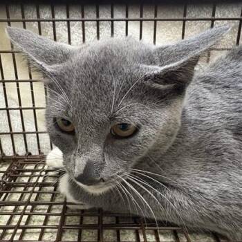 Rescue Domestic Short Hair Cats for Adoption in Windsor, Virginia - Maria | PetCurious