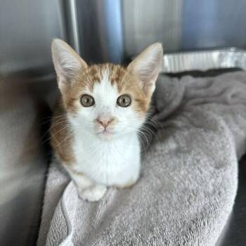Domestic Short Hair Cats Available for Adoption in Matteson, Illinois - Shamus | PetCurious