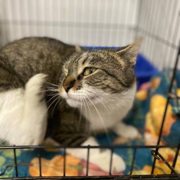 Rescue Domestic Short Hair Cats for Adoption in Kankakee, Illinois - Petunia | PetCurious