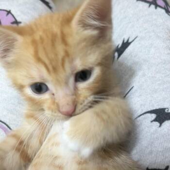 Domestic Short Hair Cats Available for Adoption in Nashville, Tennessee - Mark | PetCurious