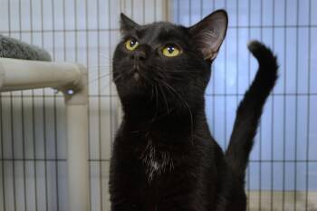Jaxon -  Domestic Short Hair Cat for Adoption in New Milford, Connecticut - Jaxon | PetCurious