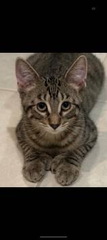Pilchard -  Domestic Short Hair Cat for Adoption in Duxbury, Massachusetts - Pilchard | PetCurious