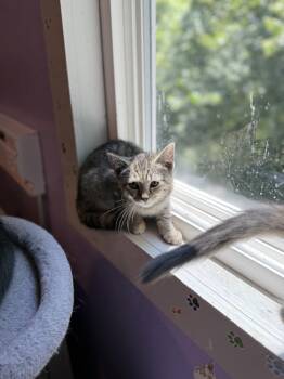 Rescue Domestic Short Hair and Tabby Cats for Adoption in New Cumberland, West Virginia - Indie | PetCurious