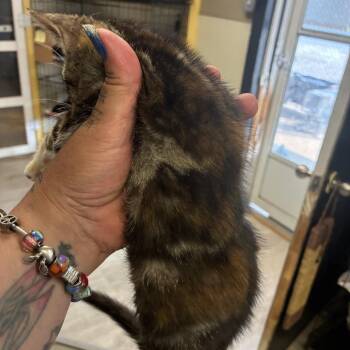 Charisma -  Domestic Short Hair Cat for Adoption in Pennsville Township, New Jersey - Charisma | PetCurious