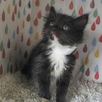 Domestic Short Hair Cats Available for Adoption in Moses Lake, Washington - Dior - Curly | PetCurious