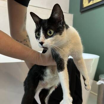 Domestic Short Hair Cats Available for Adoption in Charlotte, North Carolina - Mama Pau (Hawaiian Kittens) | PetCurious