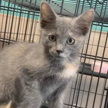 Bridget -  Domestic Short Hair Cat for Adoption in Hattiesburg, Mississippi - Bridget | PetCurious