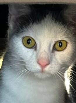 Athena -  Domestic Short Hair Cat for Adoption in Franklin, West Virginia - Athena | PetCurious