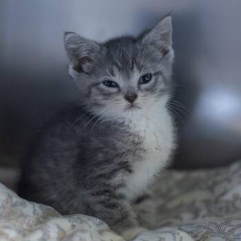 Scarlett -  Domestic Short Hair Cat for Adoption - Scarlett | PetCurious