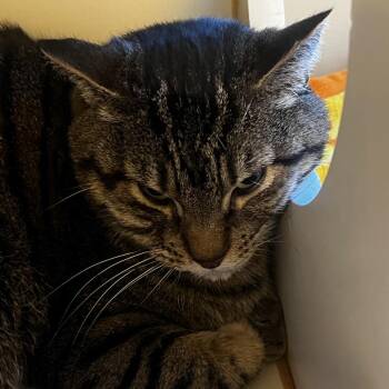 Domestic Short Hair Cats Available for Adoption in Norman, Oklahoma - Spirit | PetCurious