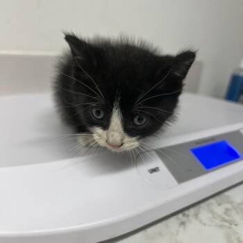 Zendaya -  Domestic Medium Hair Cat for Adoption in St. Louis, Missouri - Zendaya | PetCurious