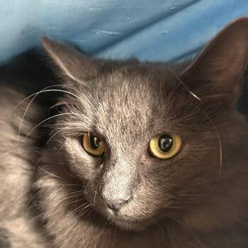 Yoplait -  Domestic Medium Hair and Domestic Short Hair Cat for Adoption in Binghamton, New York - Yoplait | PetCurious