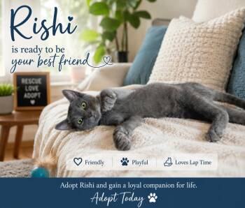 Rishi -  Russian Blue Cat for Adoption in San Diego, California - Rishi | PetCurious