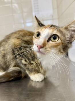 Mad Max -  Domestic Medium Hair and Domestic Short Hair Cat for Adoption in San Antonio, Texas - Mad Max | PetCurious